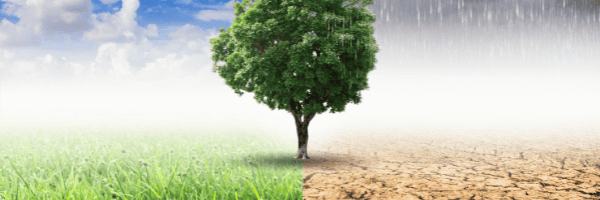 Klima, Dürresommer, Feuchte, Pflanzenwachstum